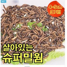 성충 안되는 살아있는 슈퍼밀웜 4~5cm 고슴도치 햄스터 파충류 도마뱀먹이 안전포장, 슈퍼밀웜 4~5cm 200마리, 1개, 150g