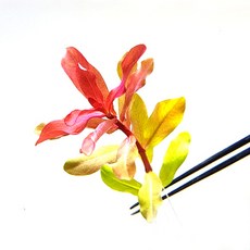 암마니아그라실리스