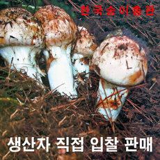 양양송이버섯