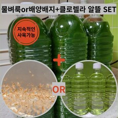 물벼룩