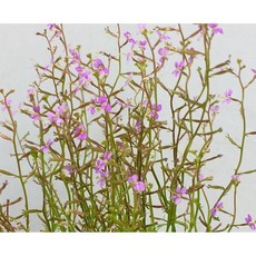 오야이데익스플로러