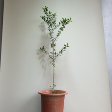 d0061a05da5688a77fe694c0b614c80903c6c3fb96652216c77fe3d2eb7f.jpg