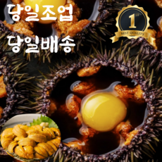 [산지직송] 국내산 성게알 우니 포항 당일조업 말똥성게, 1박스, 100g