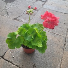 유럽제라늄