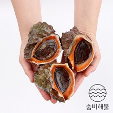 거제도 산지직송 제철 자연산 소라 참소라 1kg