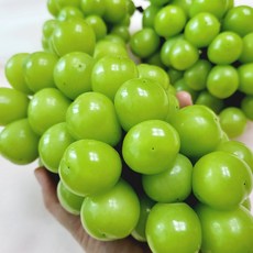 [산지직송] 고당도 프리미엄 샤인머스켓 망고포도 명절 선물세트, 2kg(2-3수) 1박스, 1개
