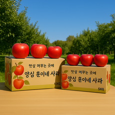 껍질째먹는 훈이네 경북 청송 가정용 선물용 꿀사과, 소과(아침대용)5KG, 1개