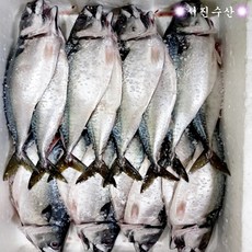 동해안반건조고등어