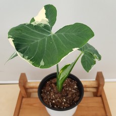 [용이네 화원] 희귀식물 나비무늬 알로카시아 산소토마 열대식물 290
