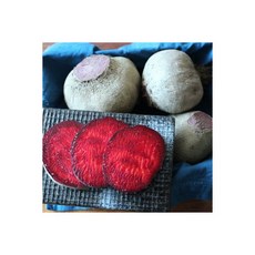 김경보비트