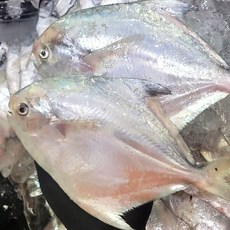 조업 횟감용 병어 조업 배송 생물 병어, 1개, 통통 횟감 병어 1kg