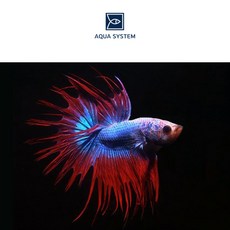 f29867630418f6bc01862a88dc9143818bfa611218448370aaa165b6cc53.jpg
