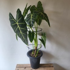 50-70cm 프라이덱 그린벨벳 알로카시아 대품 559, 1개