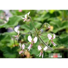 허브Herb/채소식물 페퍼민트제라늄 모종 3개 (L0293)