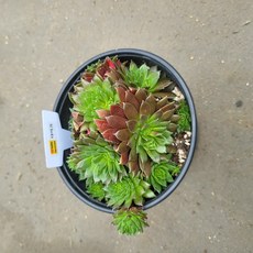 진주바위솔