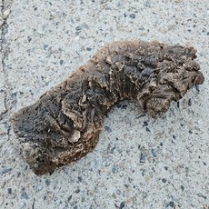  JIF인조코르크튜브 점보 A타입 초특대 유목, 1개 