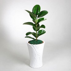 푸시아베리플라워