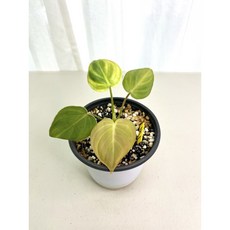 필로덴드론글로리오섬