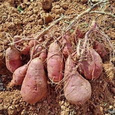 해남달망고구마