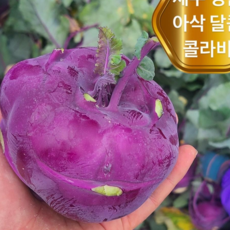 <가람유통> 제주 특품 아삭달콤한 제철 콜라비, 1개, 9kg
