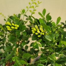 오렌지자스민
