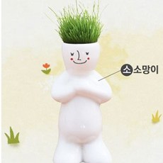 원예 씨앗 화분헤어맨플랜트소소망이정원식물키우기: RGSLQW 써밋커머스 빠른배송 +50001790 미니화분 인테리어, l눌러서구매하기ㅣ:l지금살게요:행복한쇼핑l