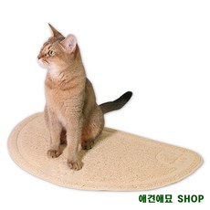 고양이초보집사되기