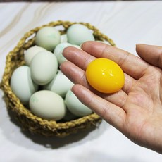 청계닭