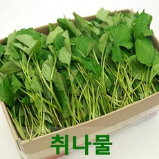 싱싱한 취나물4kg 참취나물 봄나물 웰빙채소