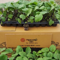 장가지실생 모종 5포기, 5개