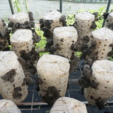일등농수산 산지직송 국내산 목이버섯, 1개, 목이버섯(생물) 800g