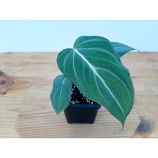 필로덴드론글로리오섬