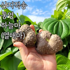 안동깍은마