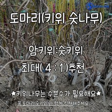 도마리키위묘목 접목1년생 키위숫나무 키위수분수 수성조경농원, 1개