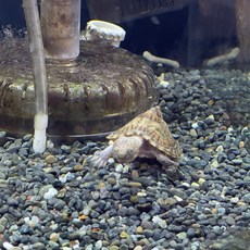 레이저백거북이