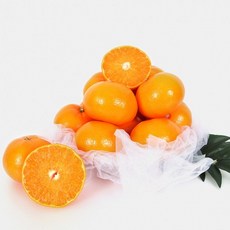 (11-13과) 5kg /과일 천혜향 킵고, 상세페이지 참조