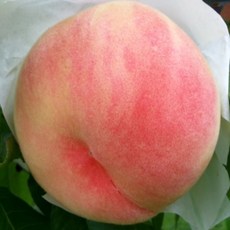 금홍천도복숭아