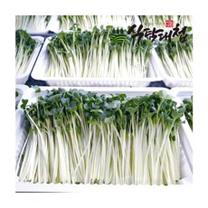 GAP인증 프리미엄 수경무순 150g 10팩, ONE COLOR, ONE SIZE