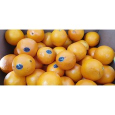 퓨어스펙 고당도 블랙라벨 못난이 오렌지 17kg 113과 88과 못난이오렌지 최저가판매, 10kg 수량 사이즈 랜덤