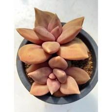 푸토엔시스
