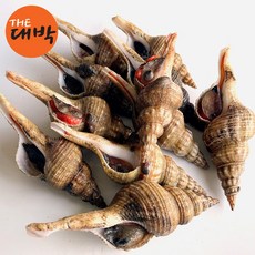 자연산 촛대고동 회 횟감용 원물, 촛대고동(원물), 1개, 1kg
