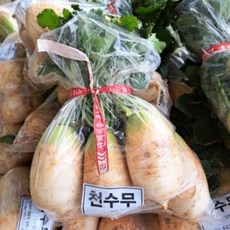 단단한 천수무 1단 5kg 7개 내외 동치미 무, 1개