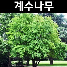 계수나무