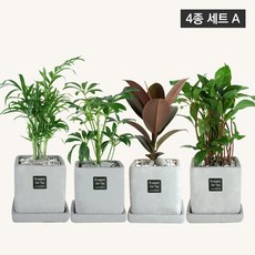 플랜트스토리 스페셜그레이 소형 4종 화분 세트, 1세트, A형 천냥금+테이블야자+고무나무+홍콩야자