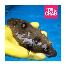 [더꽃게] 제철 활 해삼 1kg, 1개, 상세 설명 참조