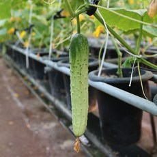 폴인러브 백다다기오이 보통품(3kg 5kg 10kg) 공품오이 산지직송, 1box, 특상3kg(15개)내외