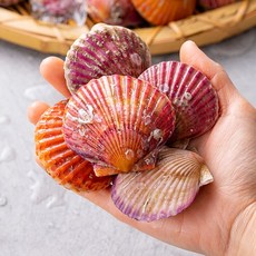 당일조업 국내산 홍가리비 1kg 2kg 3kg, 01.홍가리비 1kg(35미 내외), 1개