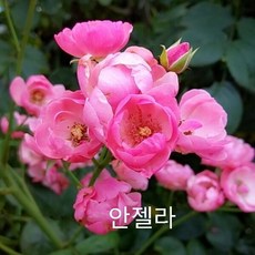 사계줄장미분홍