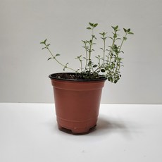 레몬타임허브화분