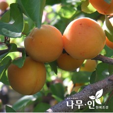 [나무인] 왕살구나무 결실주 R3, 1개